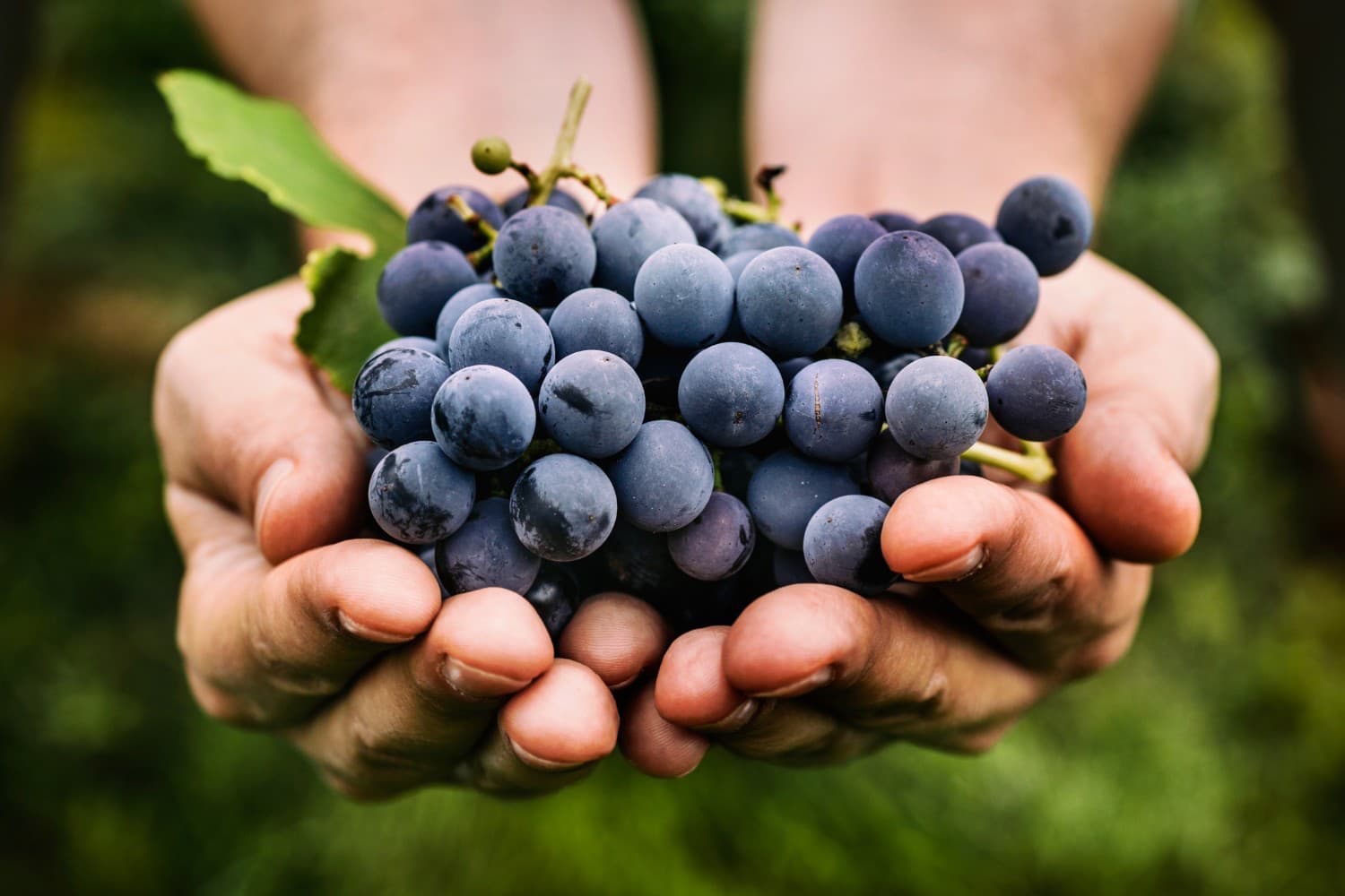 A pair of hands holding a bunch of dark purple grapes. A pair of hands holding a bunch of dark purple grapes.