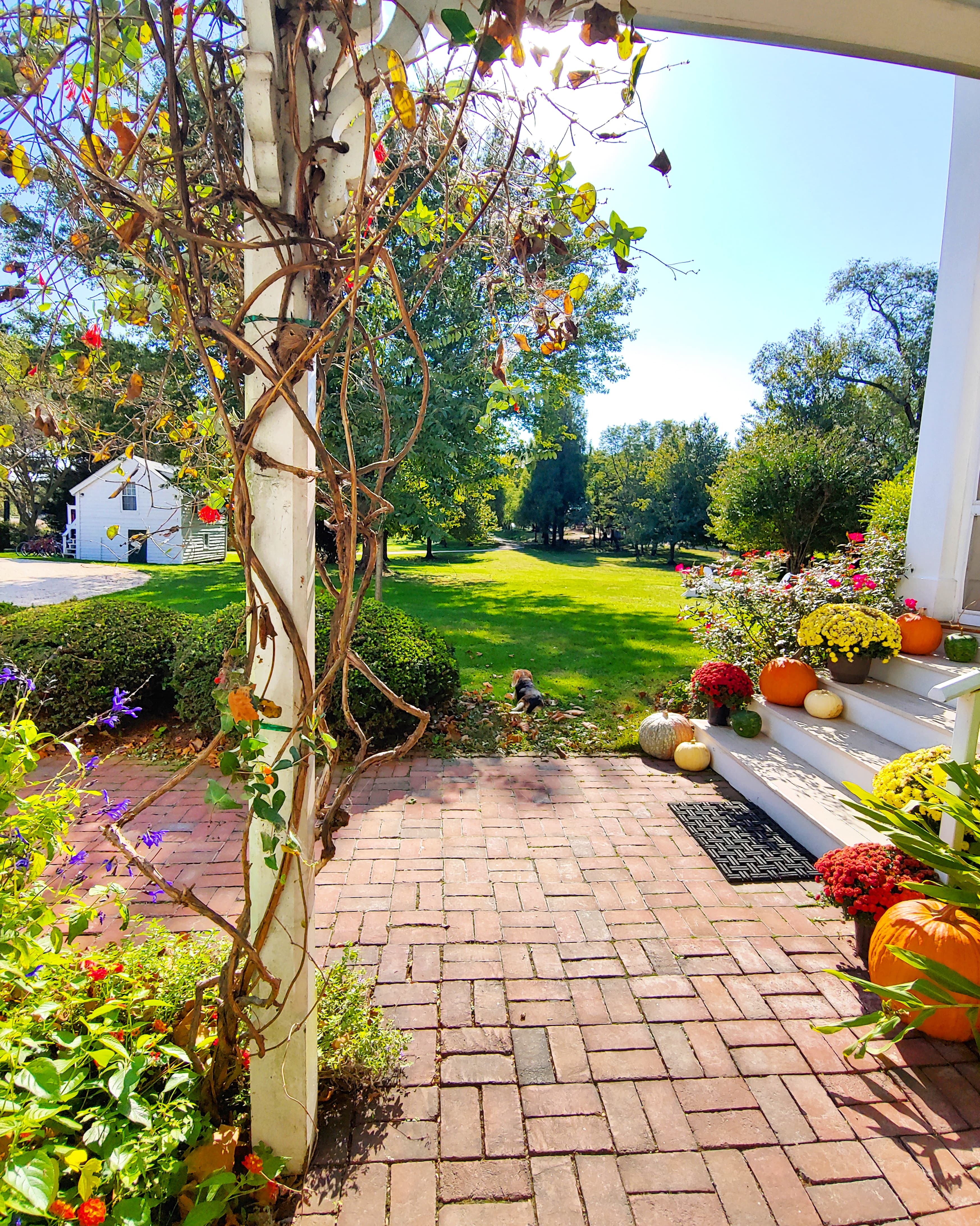 A sunny view of a green lawn framed by flowering plants and pumpkins beside a brick walkway.
