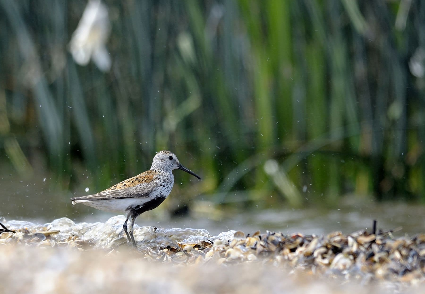 A shorebird stands near the water's edge among shells and grasses. A shorebird stands near the water's edge among shells and grasses.
