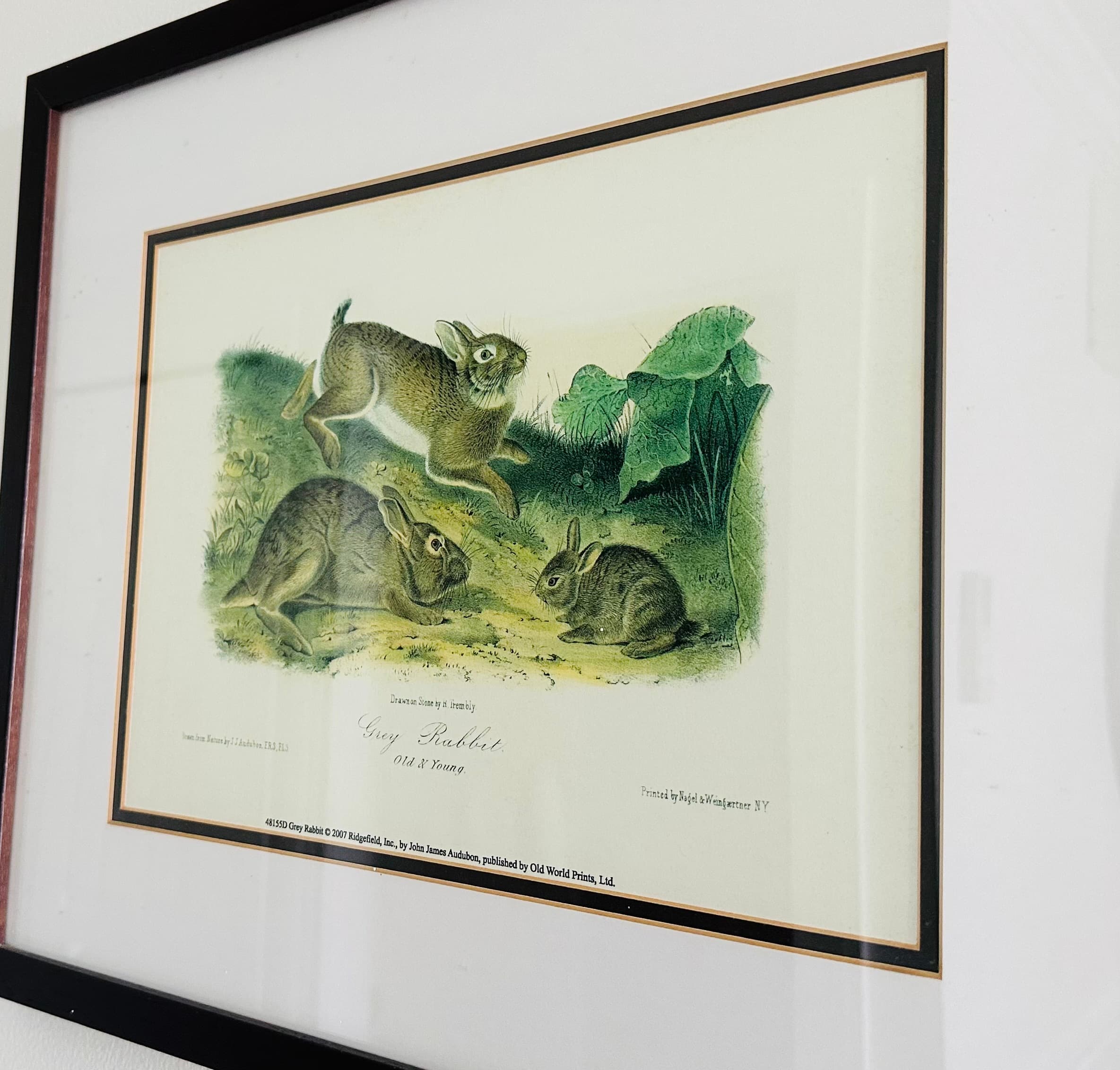 A framed vintage illustration of rabbits in a natural setting.