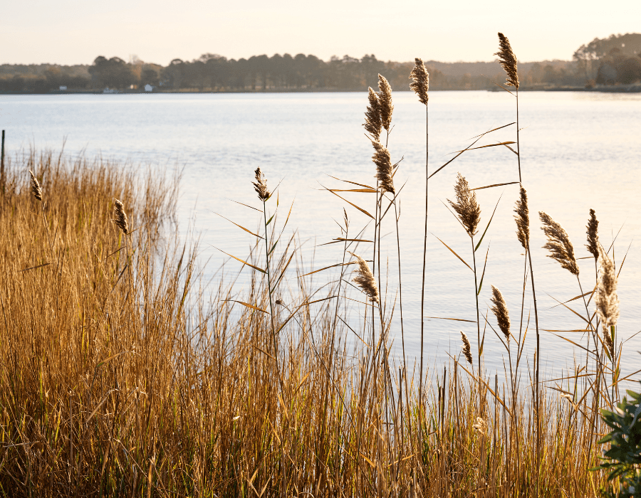 Tall grasses sway gently beside a calm lake at sunset.