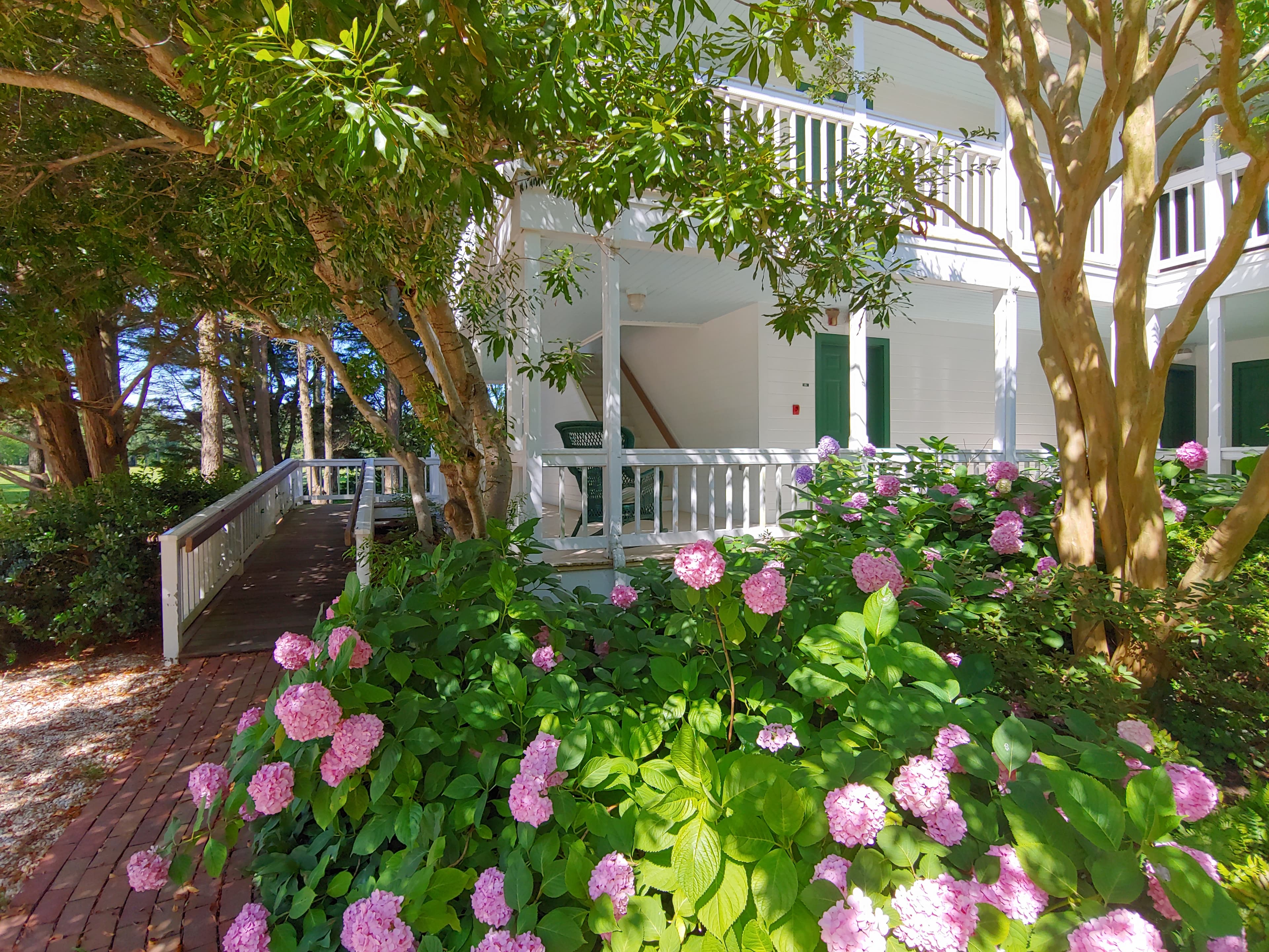 A charming walkway lined with blooming pink hydrangeas leads to a white building surrounded by greenery.