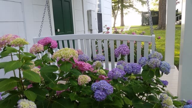 A white swing surrounded by vibrant, blooming hydrangeas in various colors.